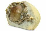 Miocene Fossil Crab (Tumidocarcinus) - New Zealand #302201-3